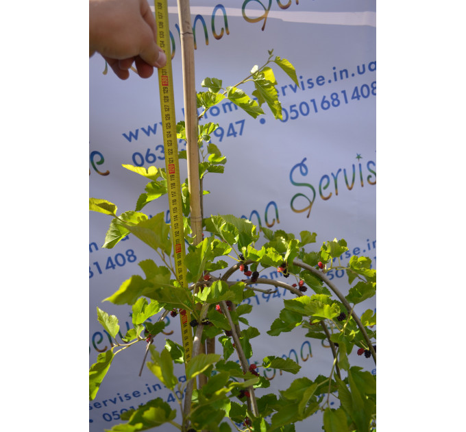 Шовковиця Pendula H 160+ (15л.)