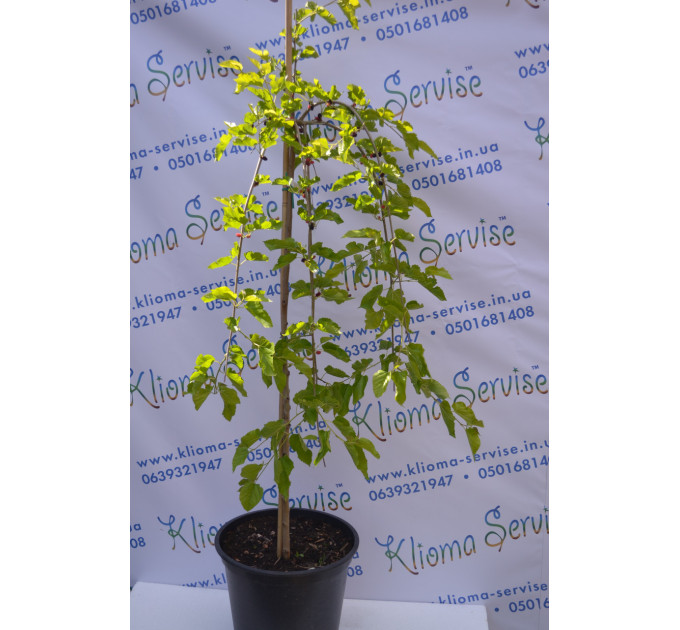 Шовковиця Pendula H 160+ (15л.)