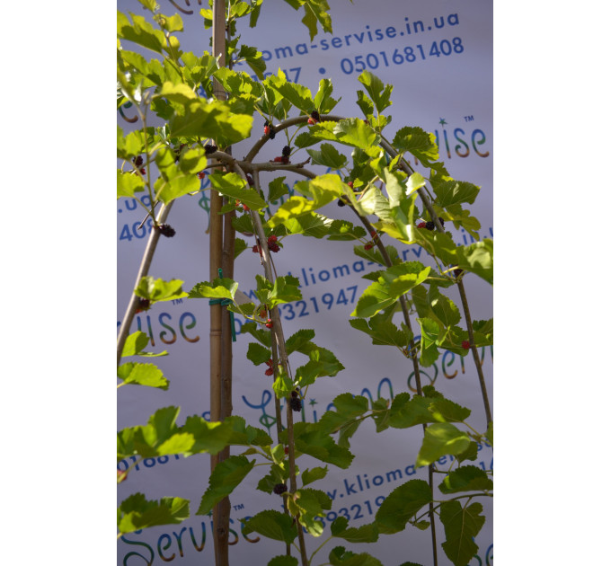 Шовковиця Pendula H 160+ (15л.)