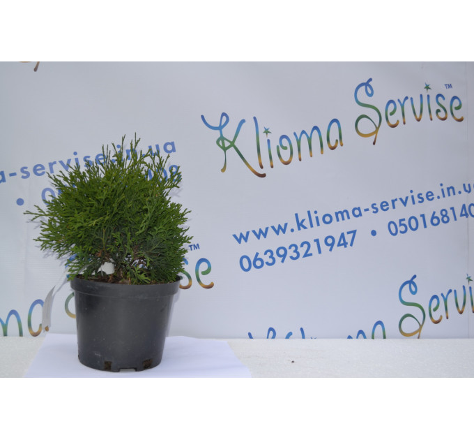 Туя западная "Holmstrup", 10-15 см (р9)