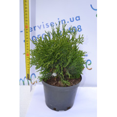 Туя западная "Holmstrup", 10-15 см (р9)