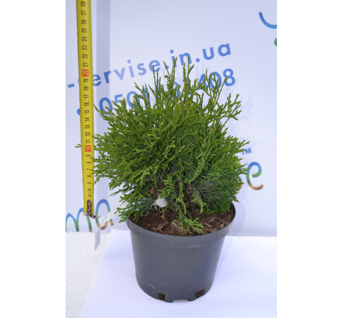 Туя западная "Holmstrup", 10-15 см (р9)