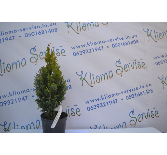 Кипарисовик лавсона "Ellwoods Gold", 40-45 см (3л.)