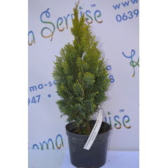 Кипарисовик лавсона "Ellwoods Gold", 40-45 см (3л.)