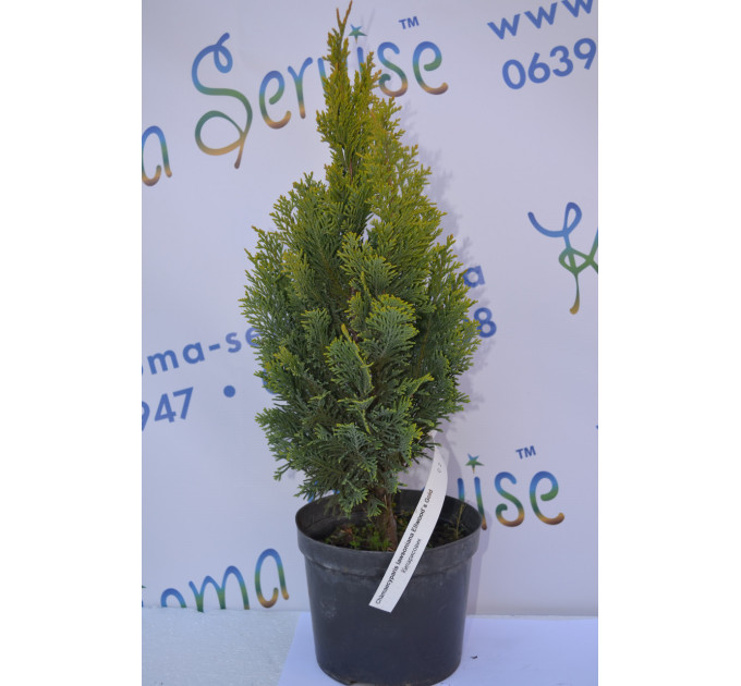 Кипарисовик лавсона "Ellwoods Gold", 40-45 см (3л.)