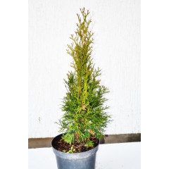 Туя западная смарагд С2