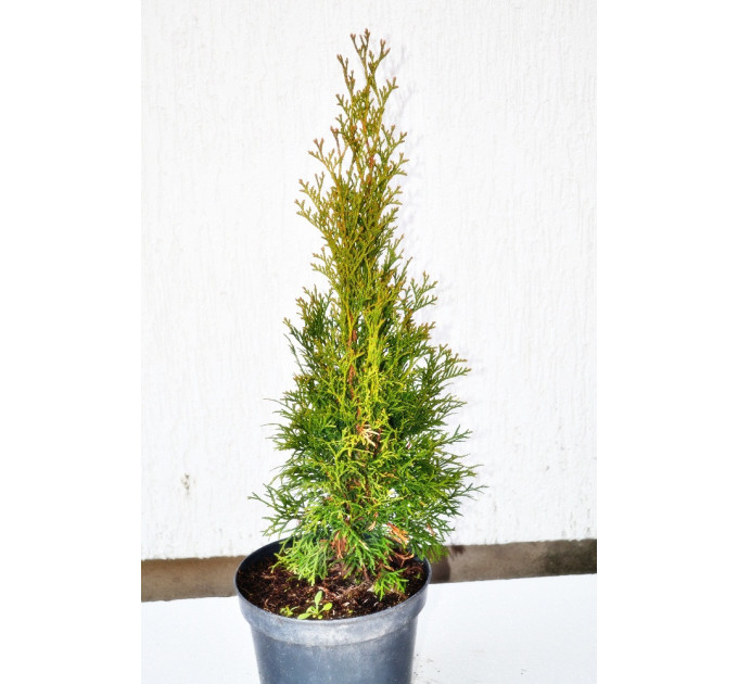 Туя западная смарагд С2