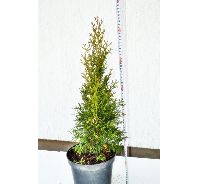 Туя западная смарагд С2