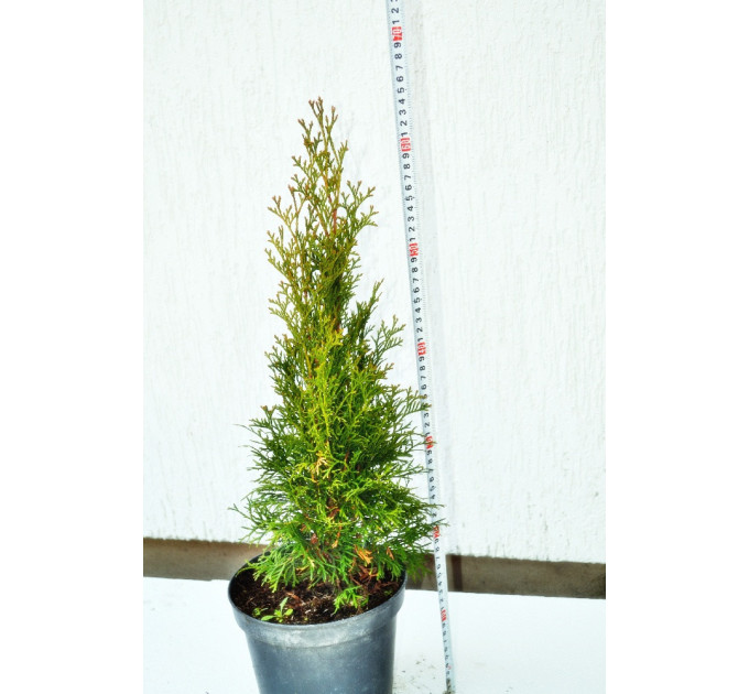 Туя западная смарагд С2