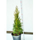 Туя западная смарагд С2