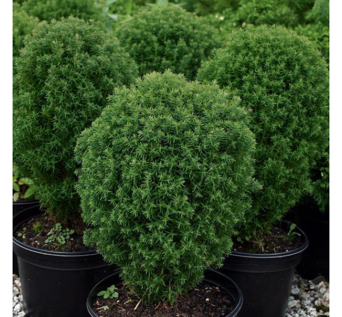 Туя западная Тедди "Teddy", конт. P9