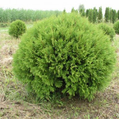Туя западная Globosa Aurea, контейнер 3 л H 25-35 см