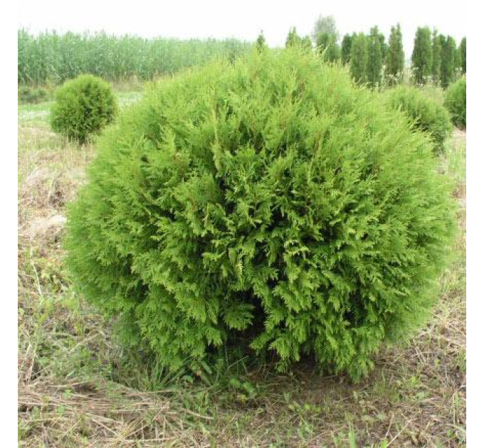 Туя западная Globosa Aurea, контейнер 3 л H 25-35 см