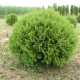 Туя западная Globosa Aurea, контейнер 3 л H 25-35 см
