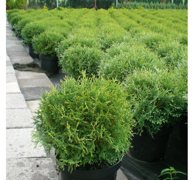 Туя западная Tiny Tim, контейнер 3 л H 20-25 см