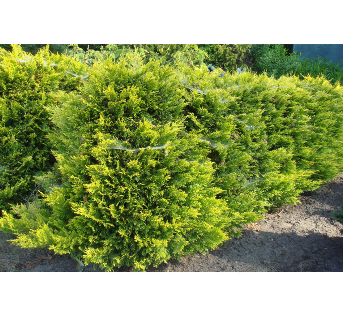 Туя западная Yellow Ribbon, контейнер 5л H 35-45 см