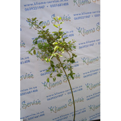 Ива Curly Locks H 160+ (15л.)