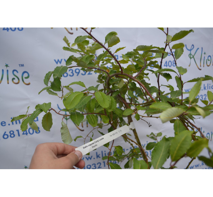 Ива Curly Locks H 160+ (15л.)