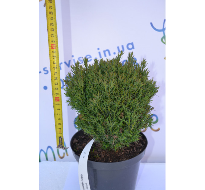Туя западная Тедди "Teddy", конт. P9