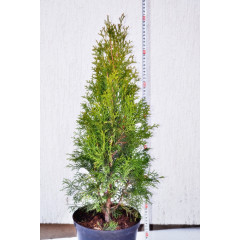 Туя западная Смарагд 55-60 см С10л