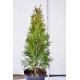 Туя западная Смарагд 55-60 см С10л