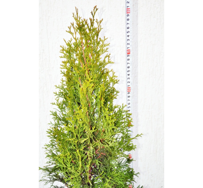 Туя западная Смарагд 55-60 см С10л