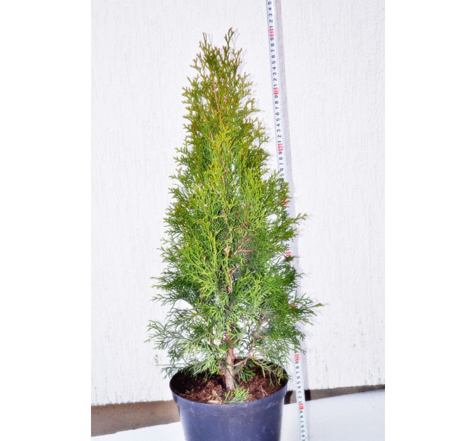 Туя западная Смарагд 55-60 см С10л