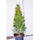 Туя западная Смарагд 55-60 см С10л