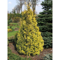 Туя западная Holmstrup yellow, Р9 высота 10-15 см