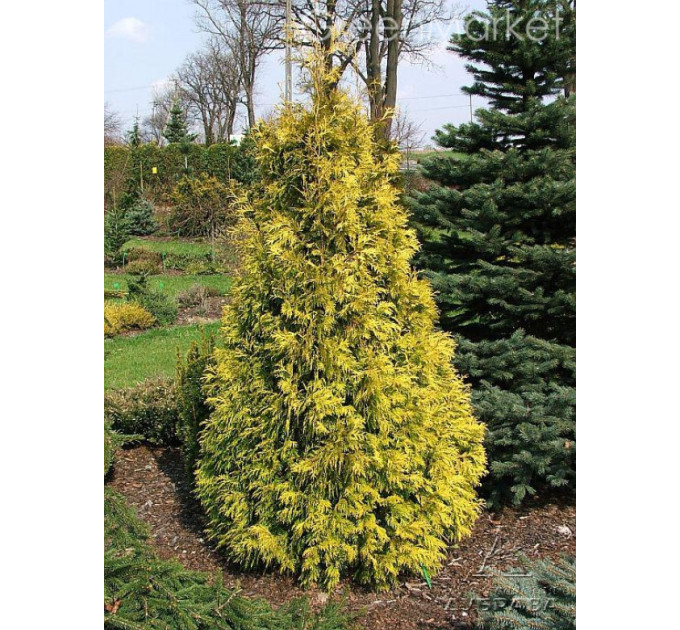 Туя западная Holmstrup yellow, Р9 высота 10-15 см