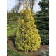 Туя западная Holmstrup yellow, Р9 высота 10-15 см