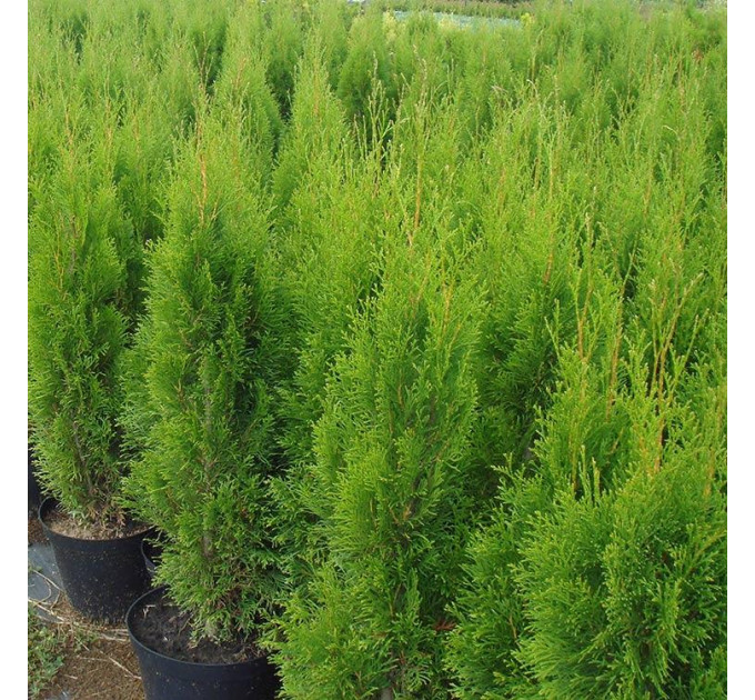 Туя западная Smaragd, контейнер P3 H 40-45 см