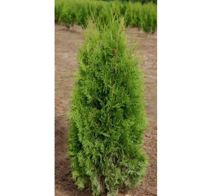 Туя западная Smaragd, контейнер P3 H 40-45 см