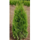 Туя западная Smaragd, контейнер P3 H 40-45 см