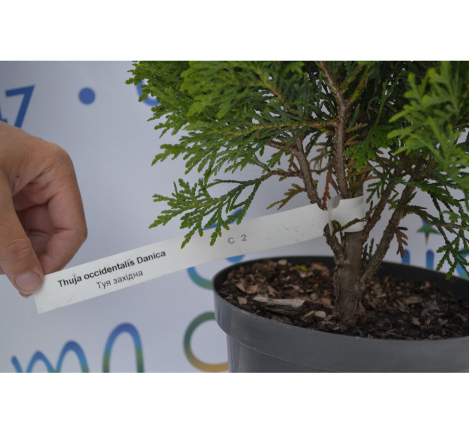 Туя западная "Danica" 10-12 см (p9.)