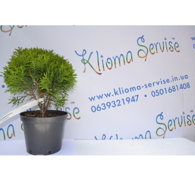 Туя западная "Danica" 10-12 см (p9.)