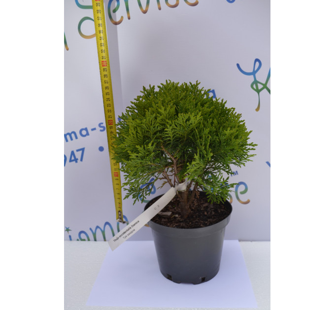 Туя западная "Danica" 10-12 см (p9.)