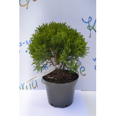 Туя западная "Danica" 10-12 см (p9.)
