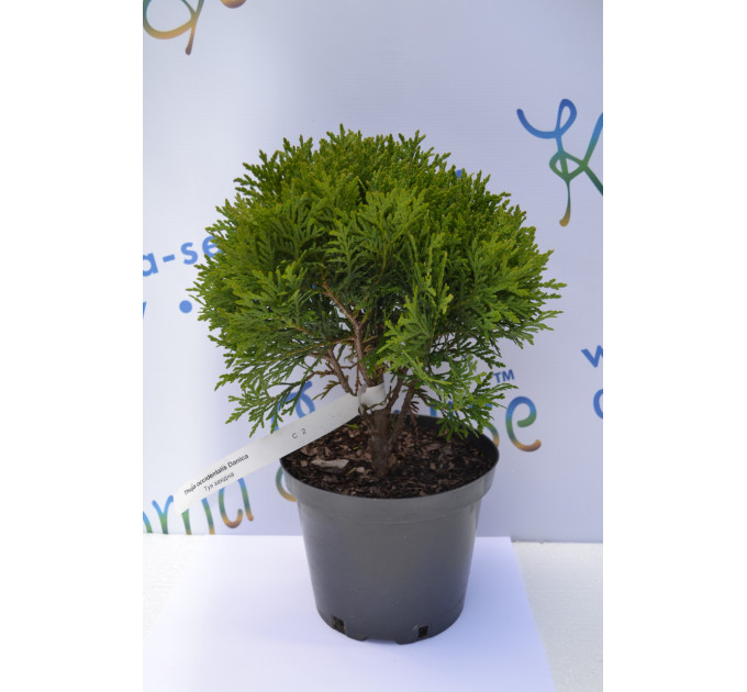 Туя западная "Danica" 10-12 см (p9.)