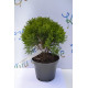 Туя западная "Danica" 10-12 см (p9.)