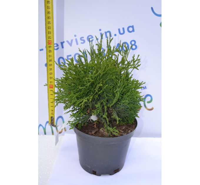 Туя западная "Holmstrup", 20-25 см (3л.)