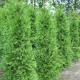 Туя западная Brabant, контейнер Р9 H 20-30 см