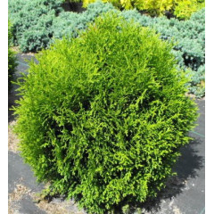 Туя западная Hoseri, контейнер р9 H 8-10 см