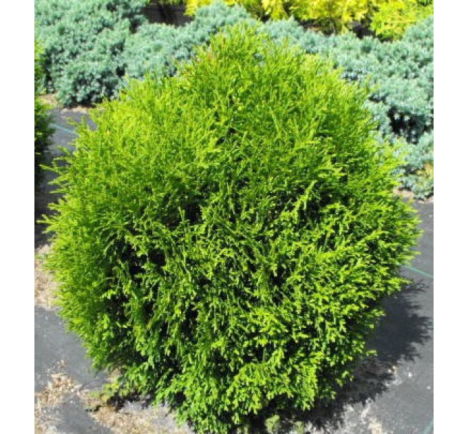 Туя западная Hoseri, контейнер р9 H 8-10 см