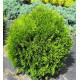 Туя западная Hoseri, контейнер р9 H 8-10 см
