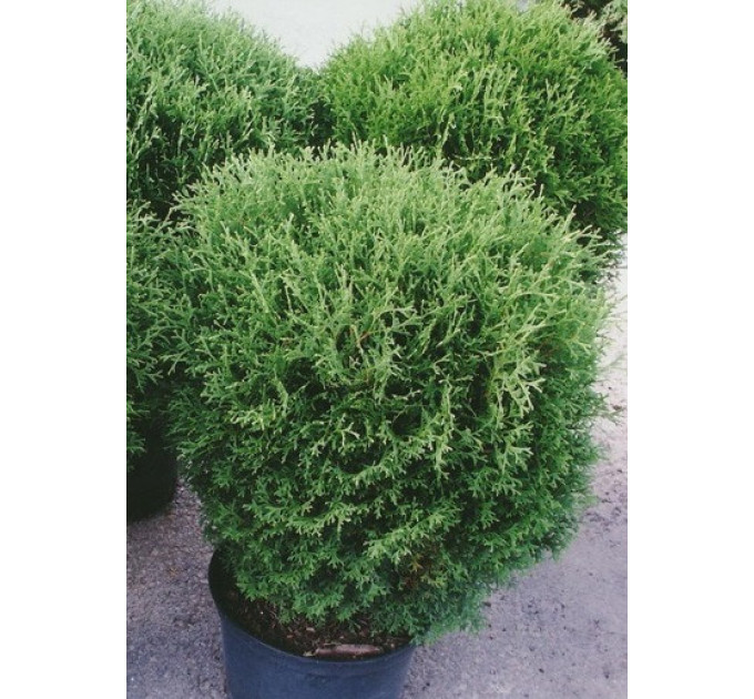 Туя западная Hoseri, контейнер р9 H 8-10 см
