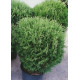 Туя западная Hoseri, контейнер р9 H 8-10 см
