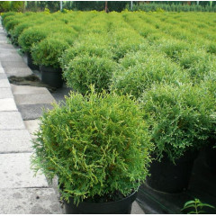 Туя западная Tiny Tim, контейнер р9 H 10-12 см