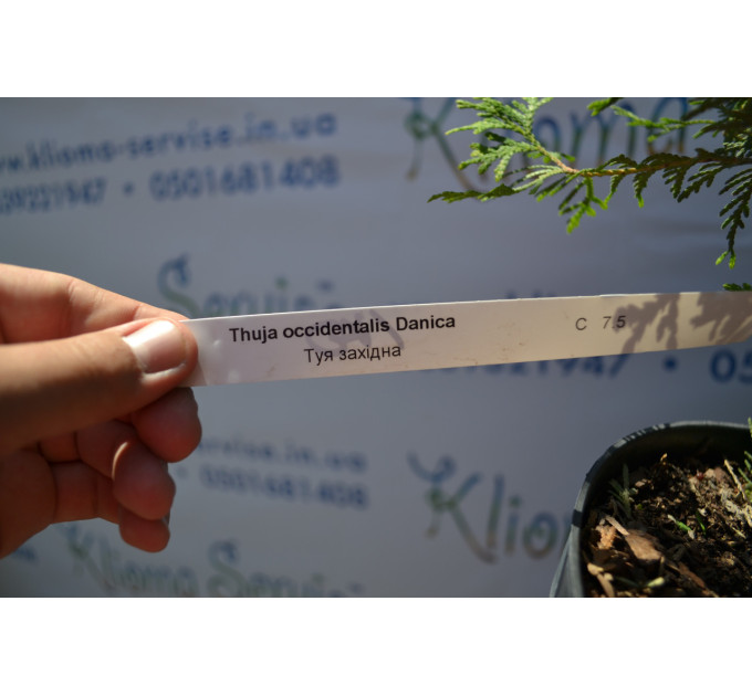 Туя западная "Danica" 35-40 см (7,5л.)