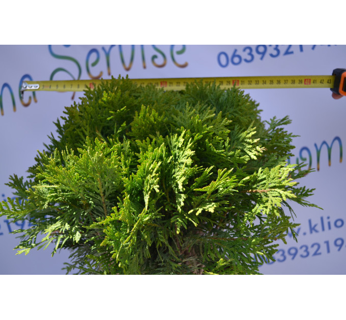 Туя западная "Danica" 35-40 см (7,5л.)